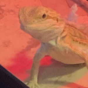 Meet your Posher, -sør